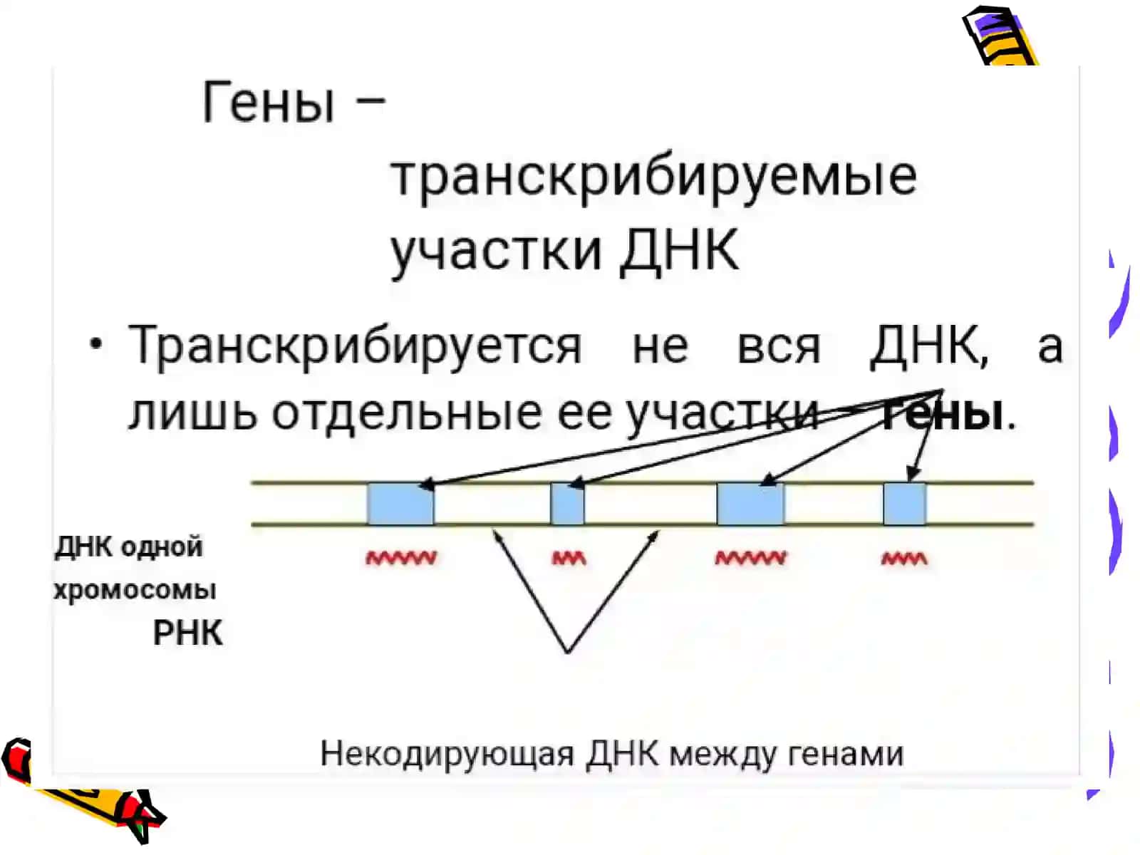 Transkripsiya, translyatsiya va oqsil sintezi 3