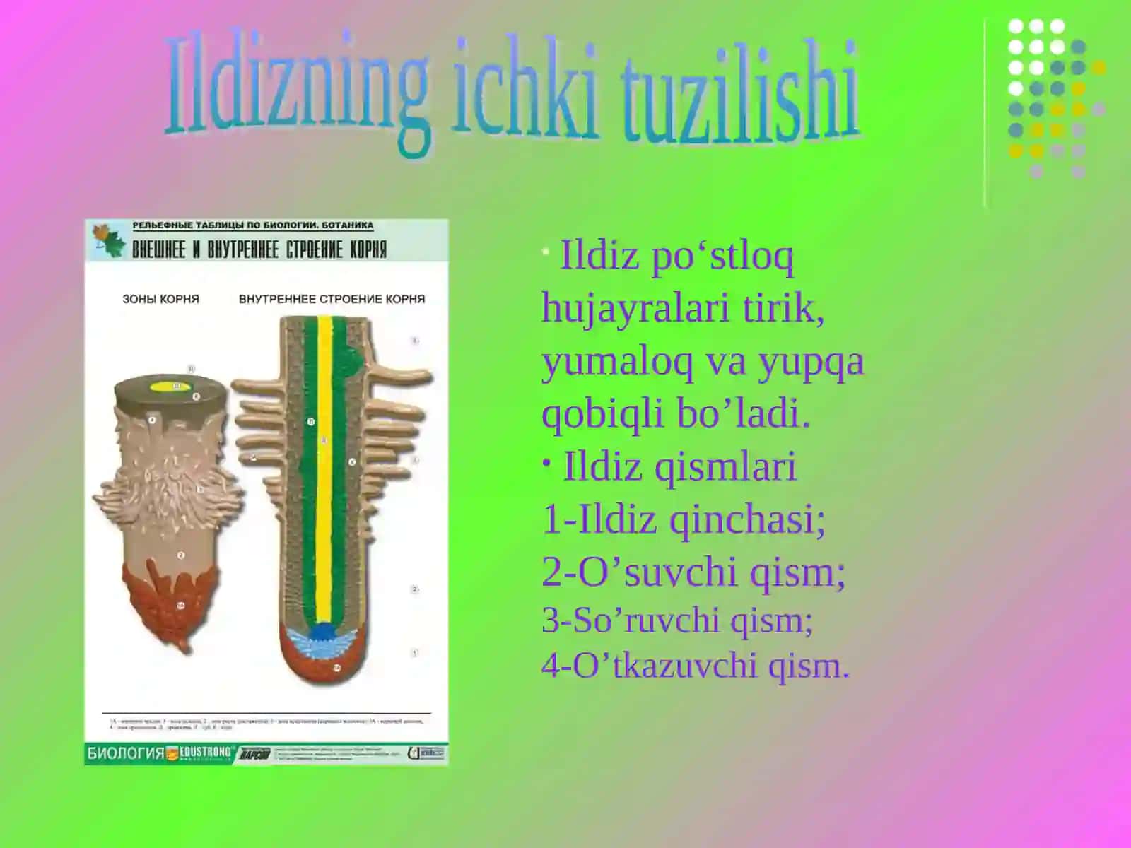 O'simlik organlari va ularning funksiyalari 3