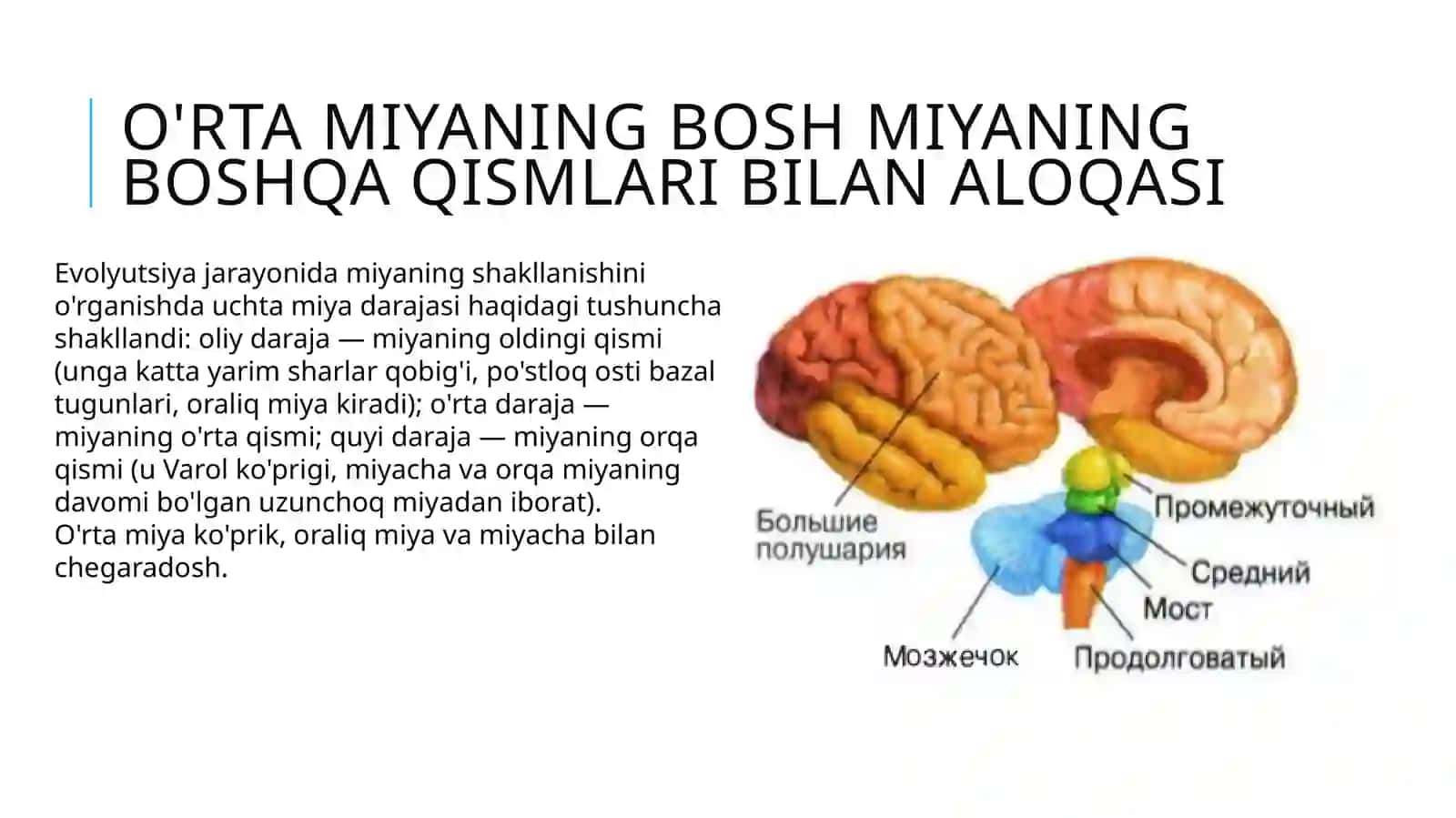 O'rta miya tuzilishi va funksiyalari 3