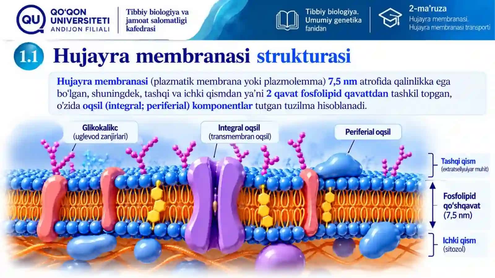 HUJAYRA MEMBRANASI 3