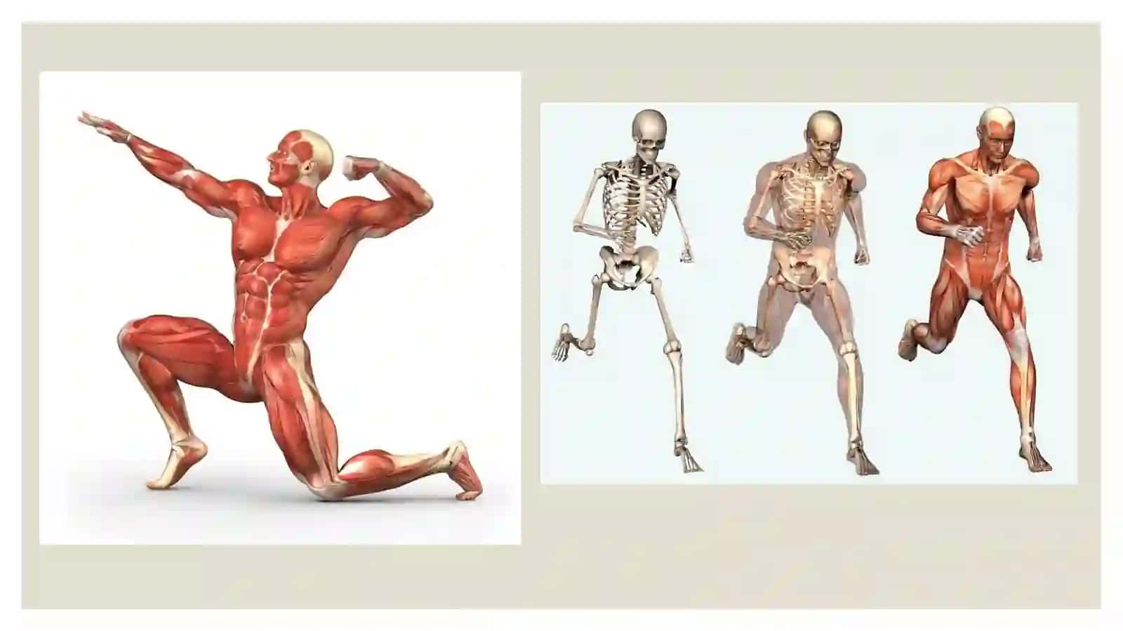 Muskullar 3