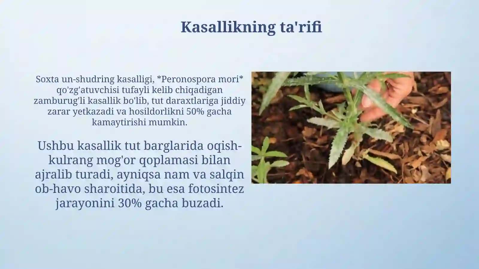 Tut daraxtida soxta unshudringkasalligi 3