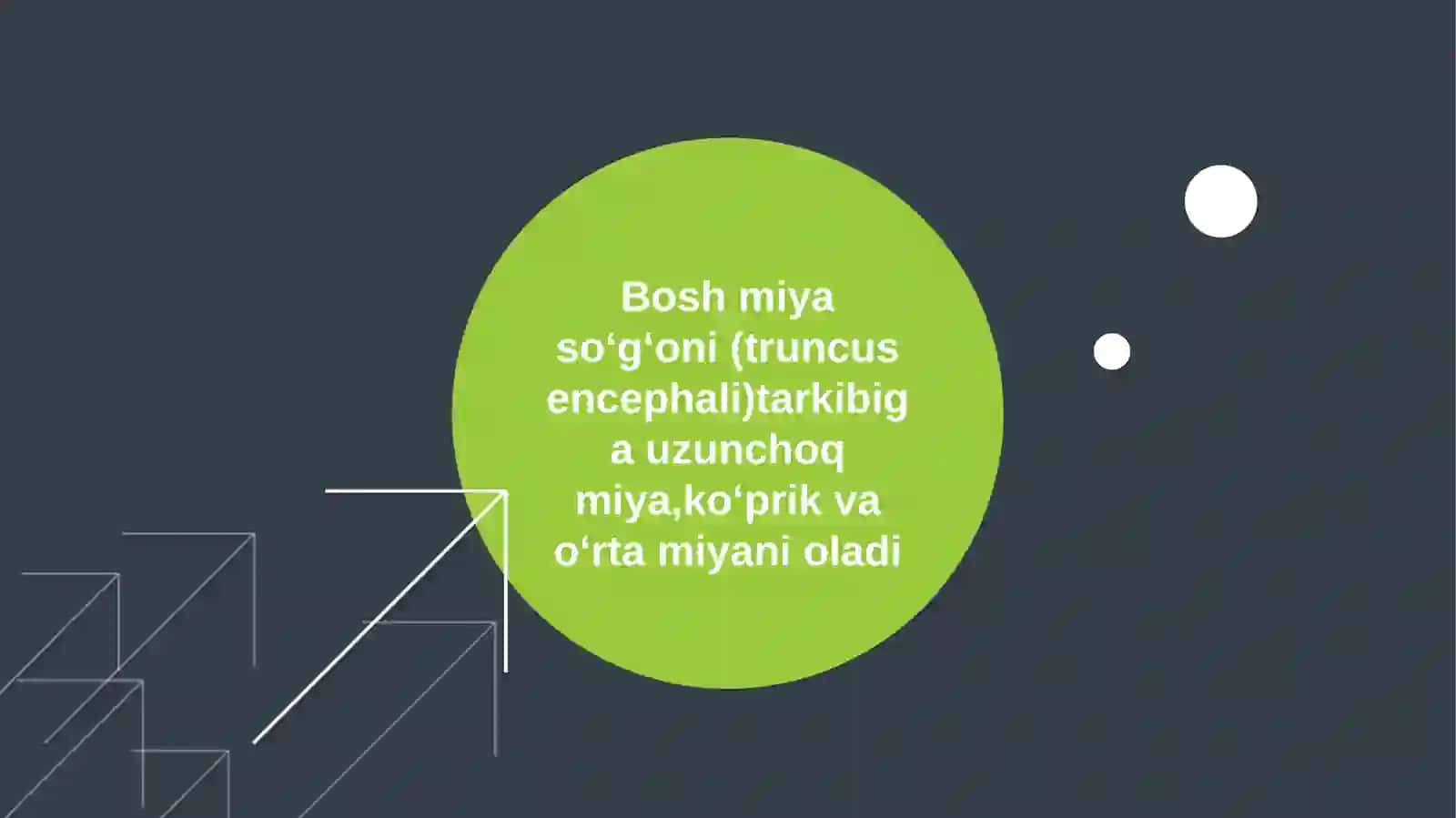 miya pogʻonasi anatomiyasi 3