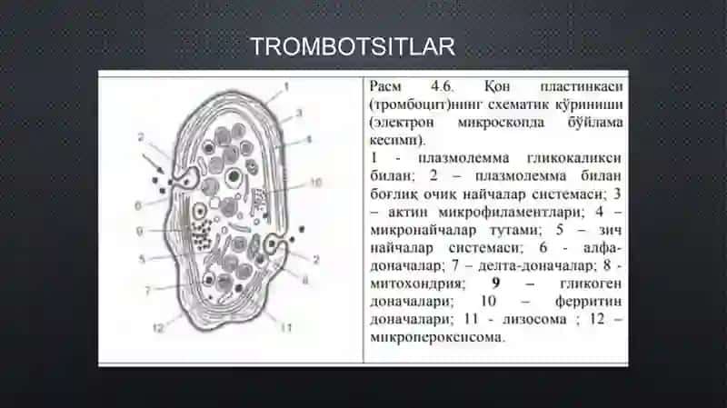 Trombotsitlar, Fibrinoliz 3