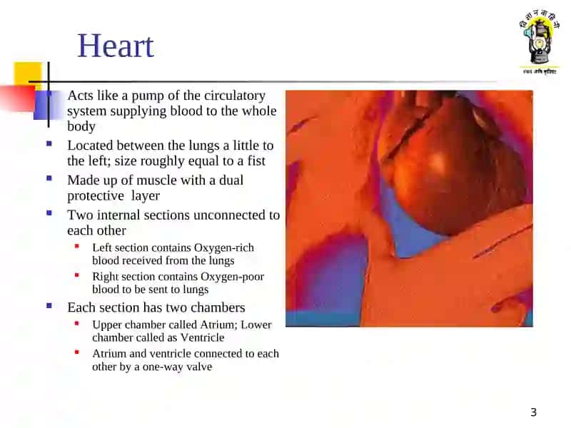 Circulatory system 3