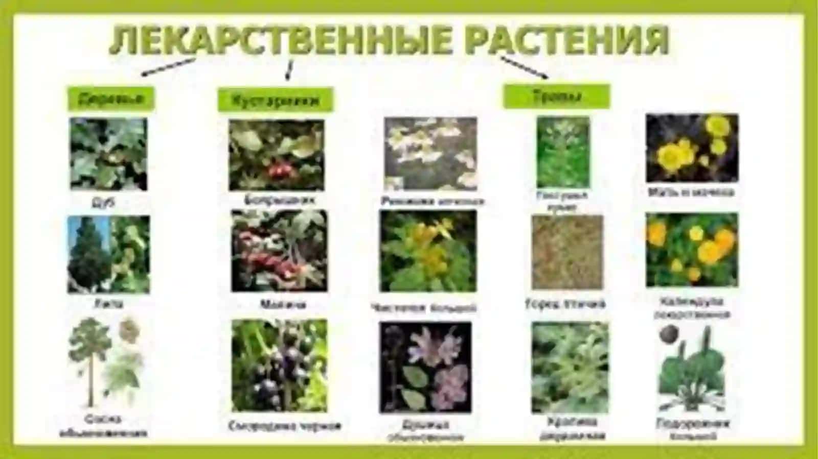 Халқ табобати ва расмий тиббиётнинг тарихи ва доривор ўсимликларнинг ўрни 3