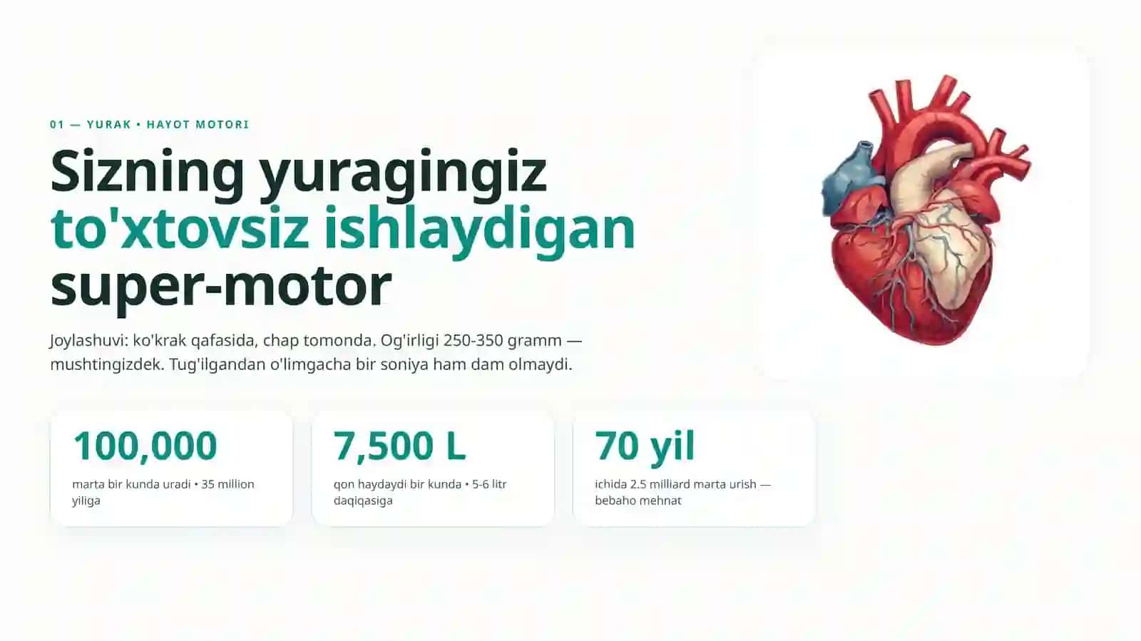 Odam Anatomiyasi (Tayyor Prezentatsiya) Slayd 3