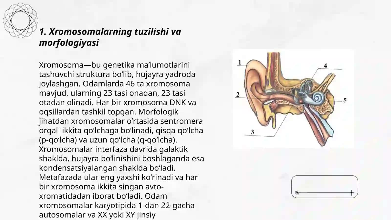 Xromosomalarning tuzilishi va morfologiyasi 3