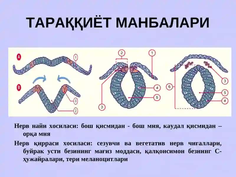 НЕРВ СИСТЕМАСИНИНГ КЛАССИФИКАЦИЯСИ 3