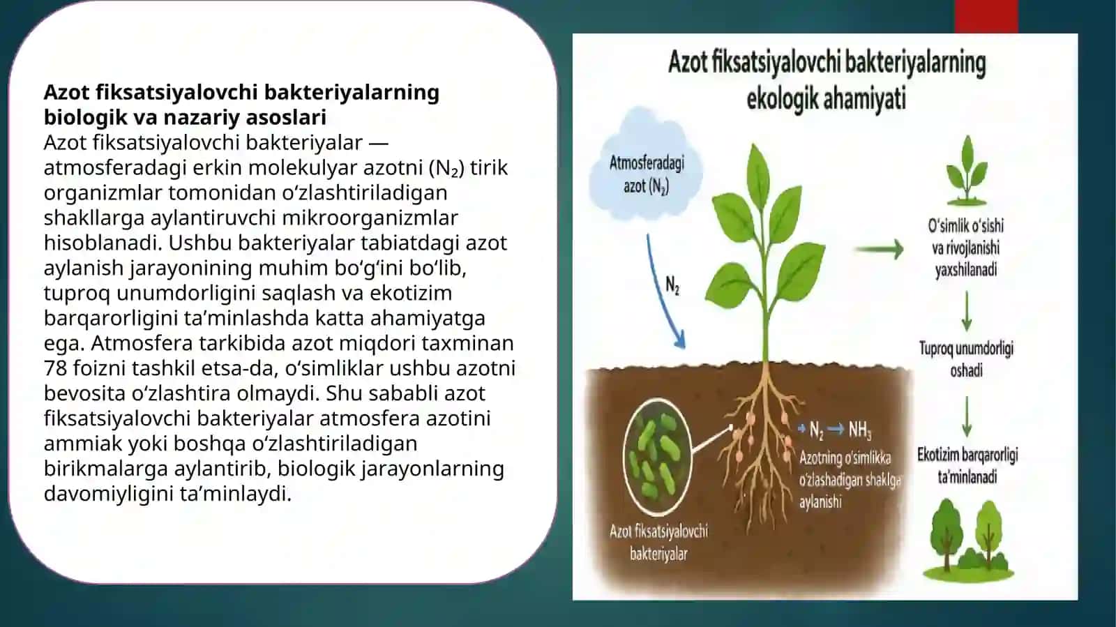 Azot fiksatsiyalovchi bakteriyalarning ekologik ahamiyati 3
