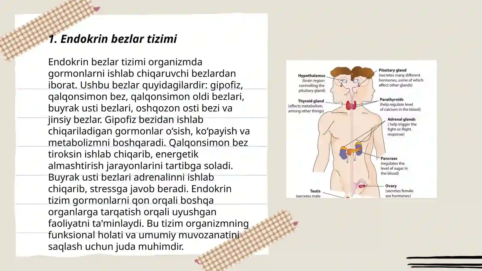 Endokrin bezlari.Gipofiz. Epifiz. Qalqonsimon qalqon orqa bezlari ularning yoshga qarab oʻzgarishi 3