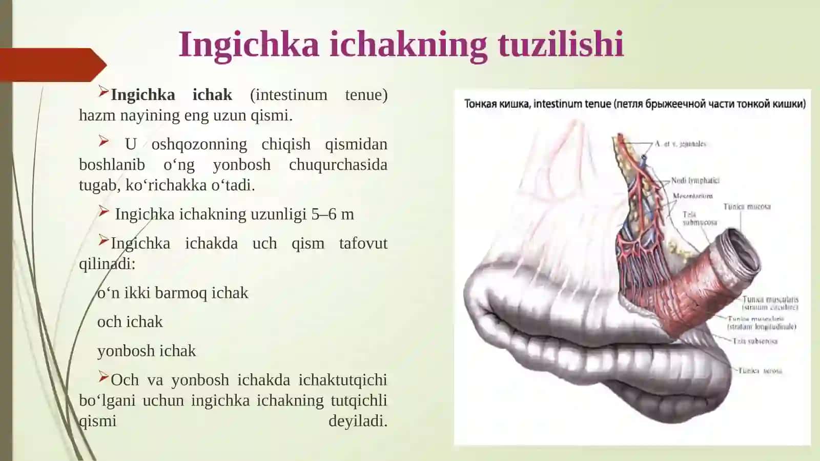 AlPHATIBBIYOT TEXNIKUMI 3
