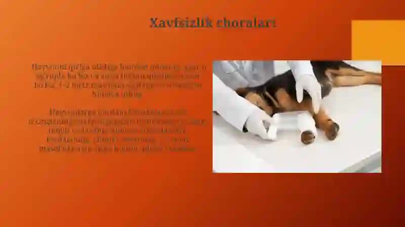 Hayvonlarda yaralanganda va kuyishda birinchi yordam kòrsatish 3