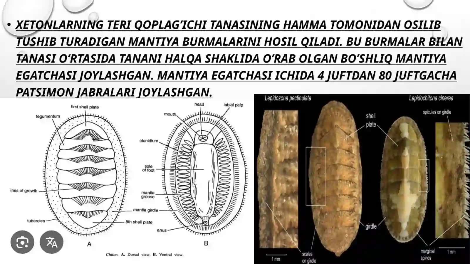 xetonlar (POLYPLACOPHORA) SINFI 3