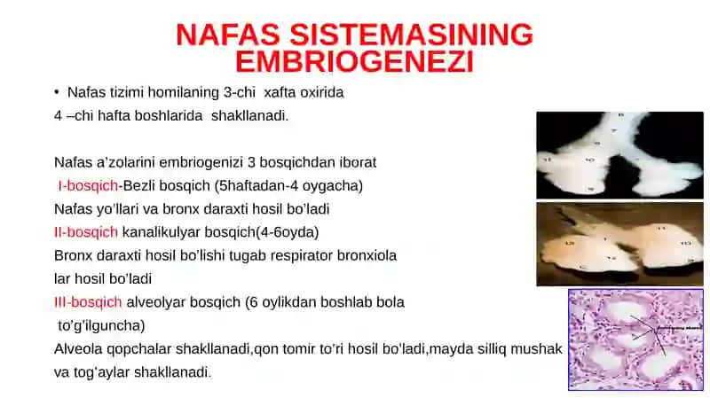 Hazm azolarining rentgenatomiyasi va rivojlanish nuqsonlari. Tishlarning rentgen anatomiya. 3