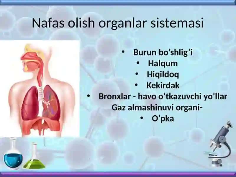 Nafasolish 3