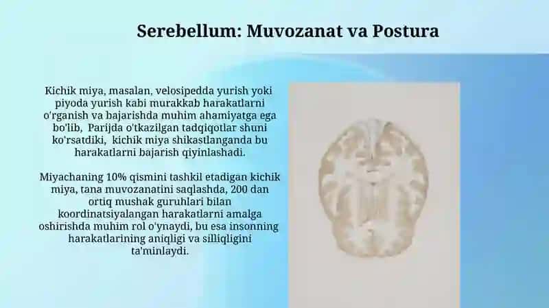 Bazal Gangliyalar va miyacha funktsiyasi 3