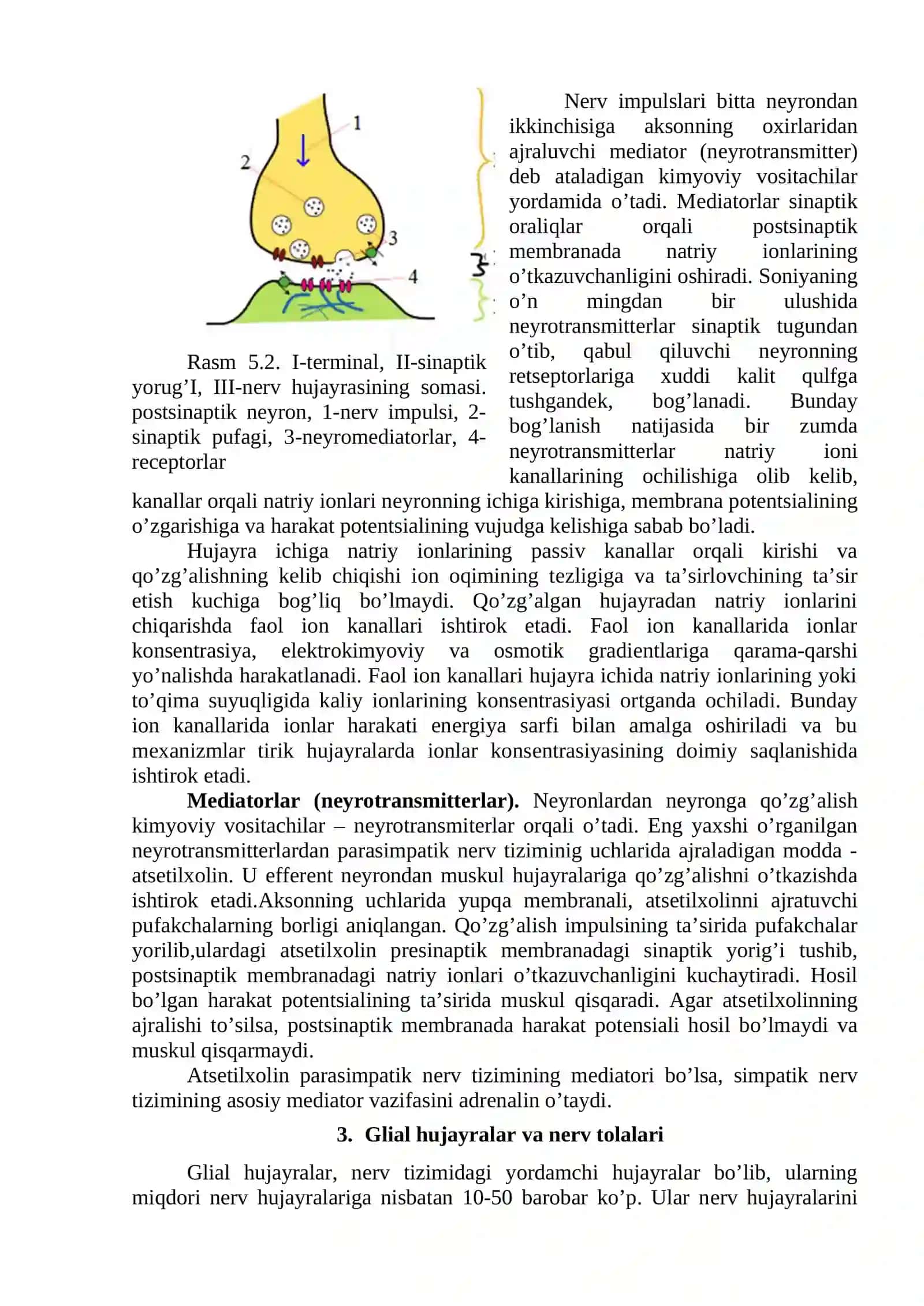 Nеrv tizimining yoshga oid fiziologiyasi va gigienasi 3