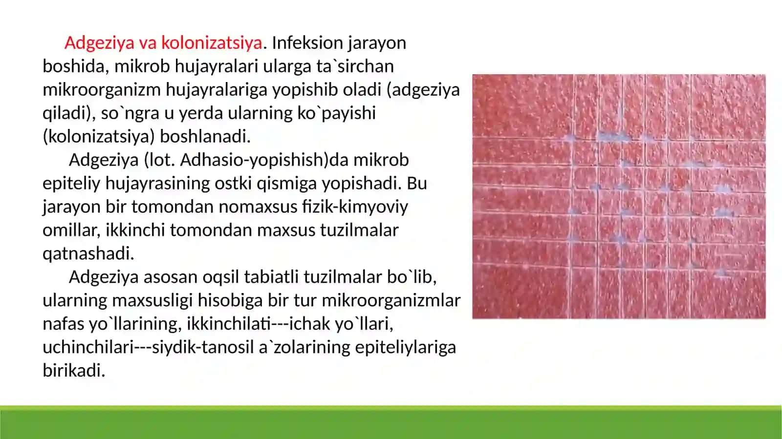 Patogenlik va virulentlik omillar 3