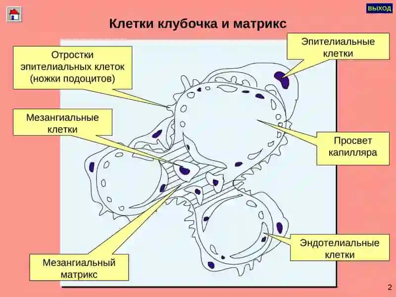 ГЛОМЕРУЛОНЕФРИТЛАР ПИЕЛОНЕФРИТЛАР 3