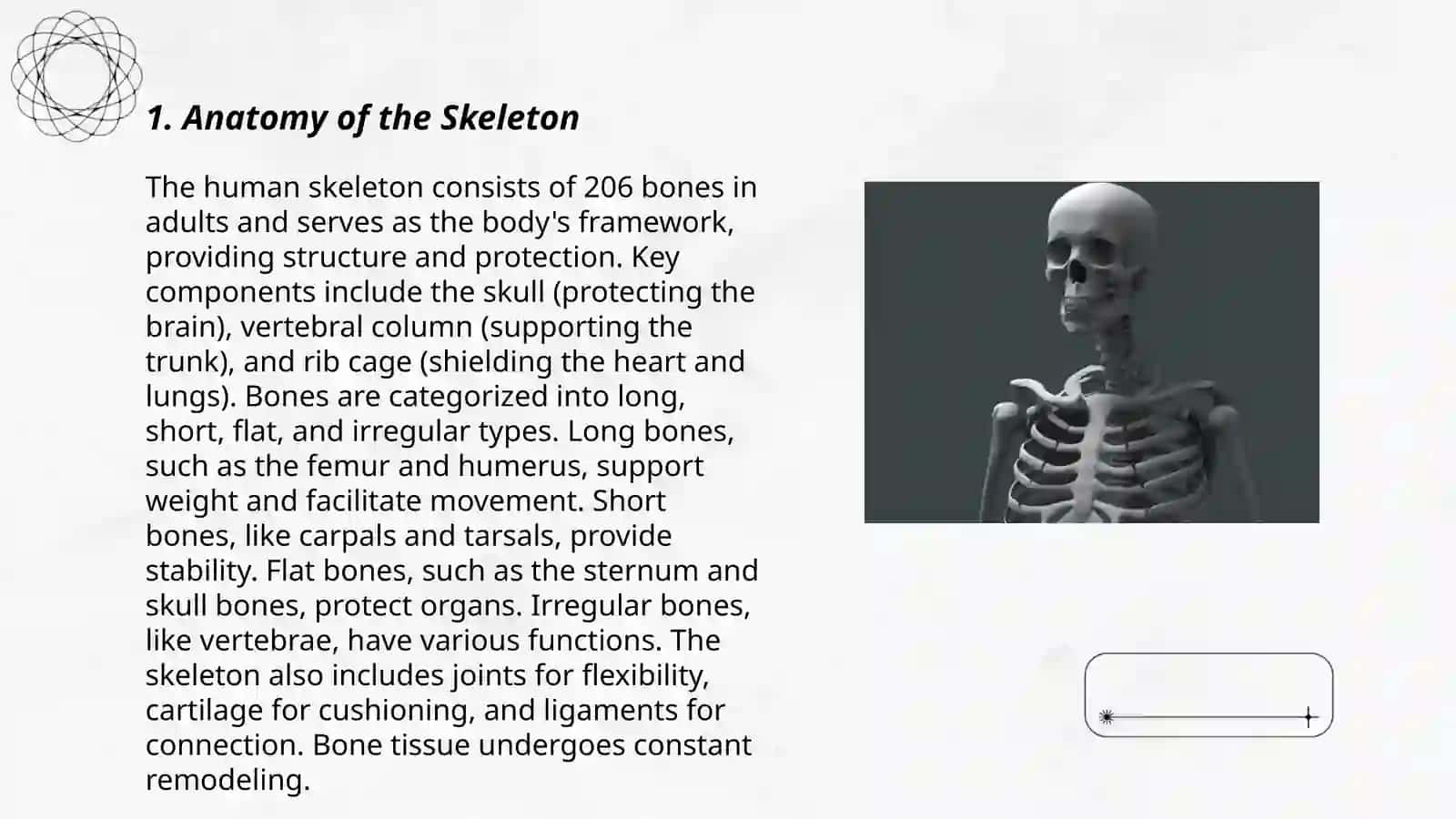 the skeleton 3