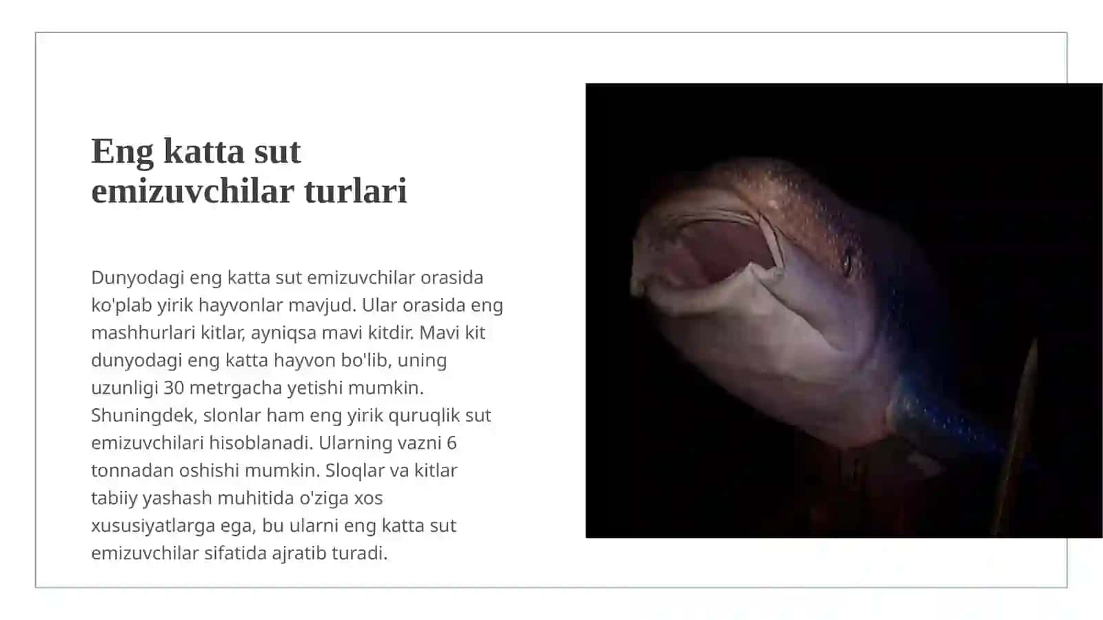 yer yuzidagi egn katta sut emizuvchilar 3