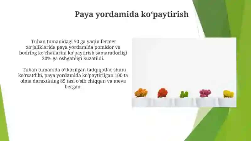 Tuban o'simlikarda nasllar gallanishi 3