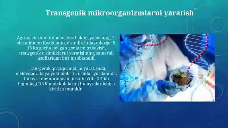 Transgenik Organizmlarni Qo'llash Sohalari 3