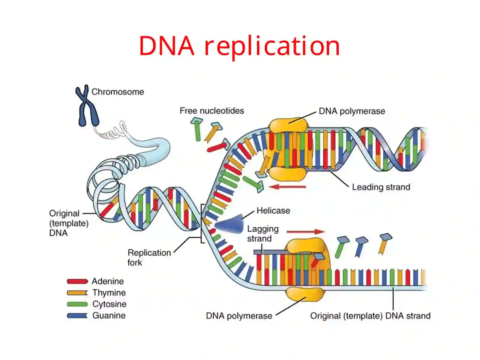 Tibbiy Biologiya 3