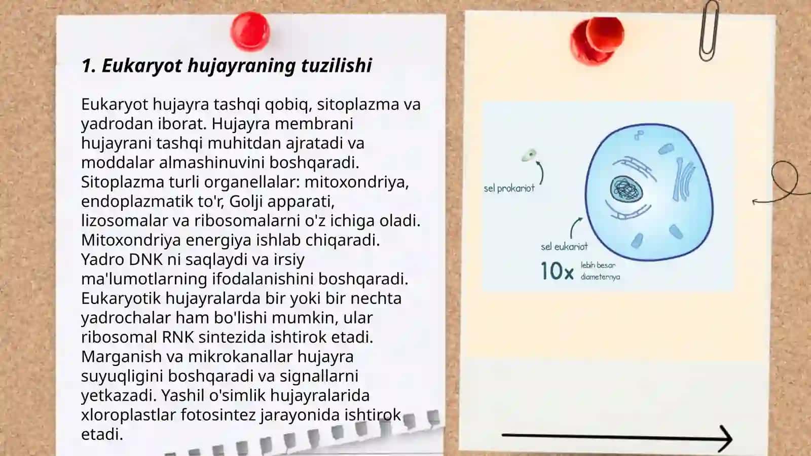Eukariot hujayralar 3