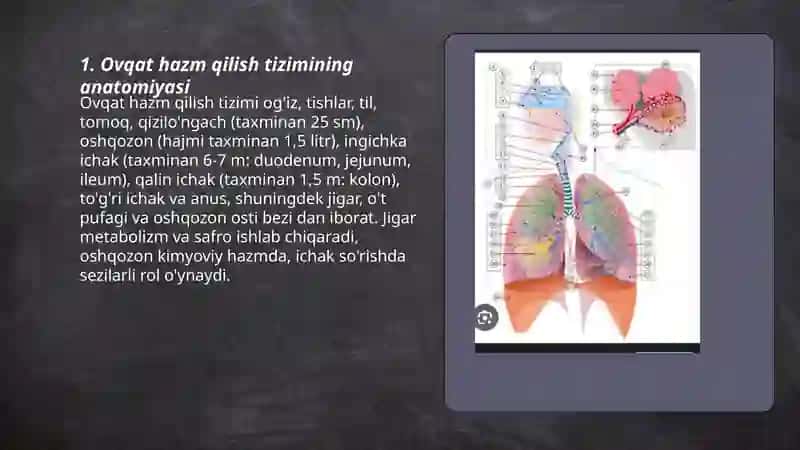 Ovqat hazm qilish va nafas olish sestemasi 3