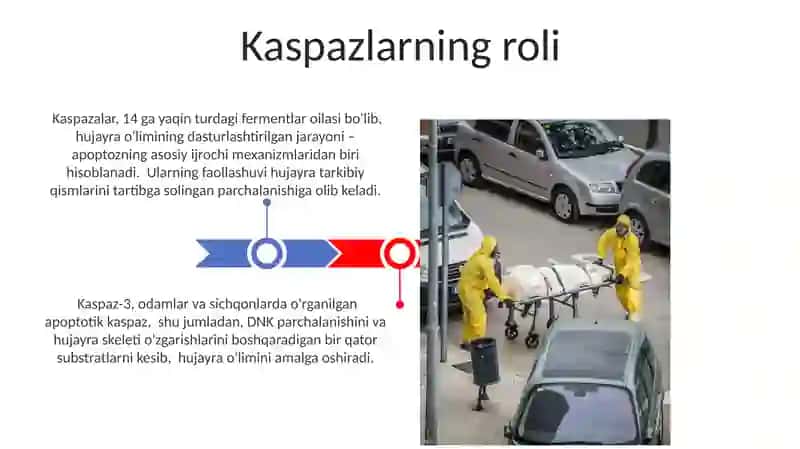 Dasturlashtirilgan Hujayra O'limi: Apoptozning Fiziologik va Patologik Ahamiyati 3