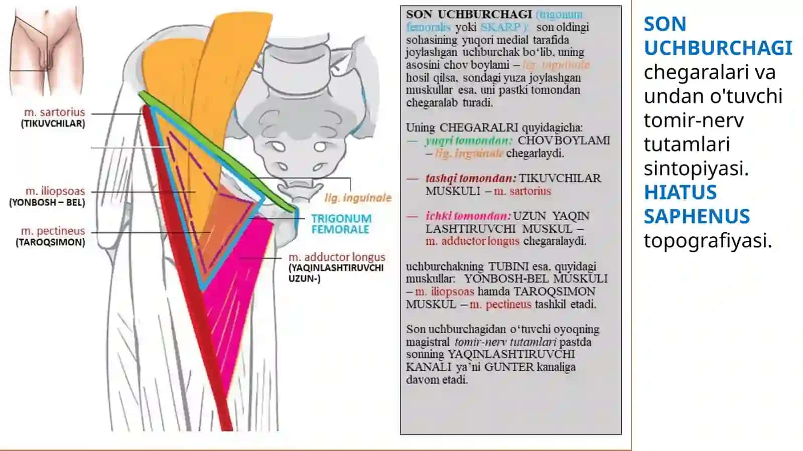 OYOQNI TOPOGRAFIYASI 3