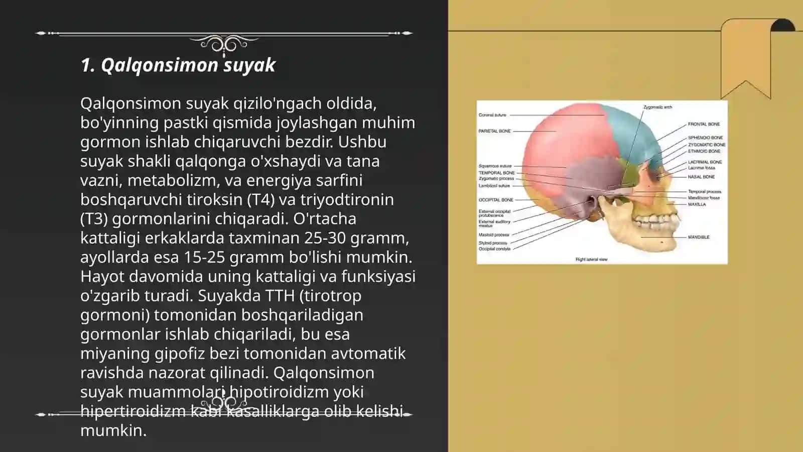 Bosh skeleti. Kallaning miya boʻlimi suyaklari 3