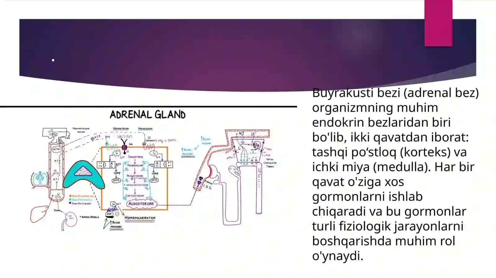 Buyrakning gomeostatik va sekretor funktsiyalari 3