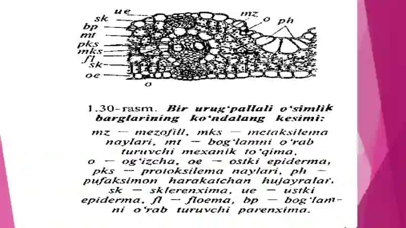 Poyaning tuzlishi. Ko’p yillik o’simliklar poyasining himoyalanishida peridermaning ahamiyati. 3