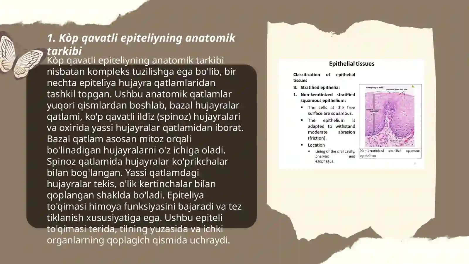 Kòp qavatli muguzlanmaydigan yassi epiteliyning qavatlarini tahlil qilish 3