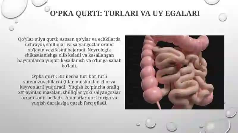 Oʻpka qurti 3