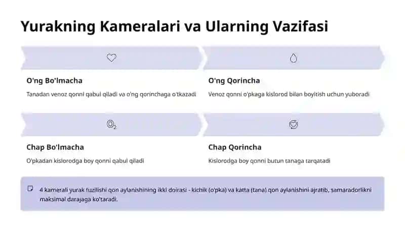 Yurak Morfologik Variatsiyalari 3