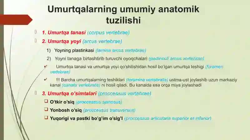 UMURTQALAR ANATOMIYASI 3