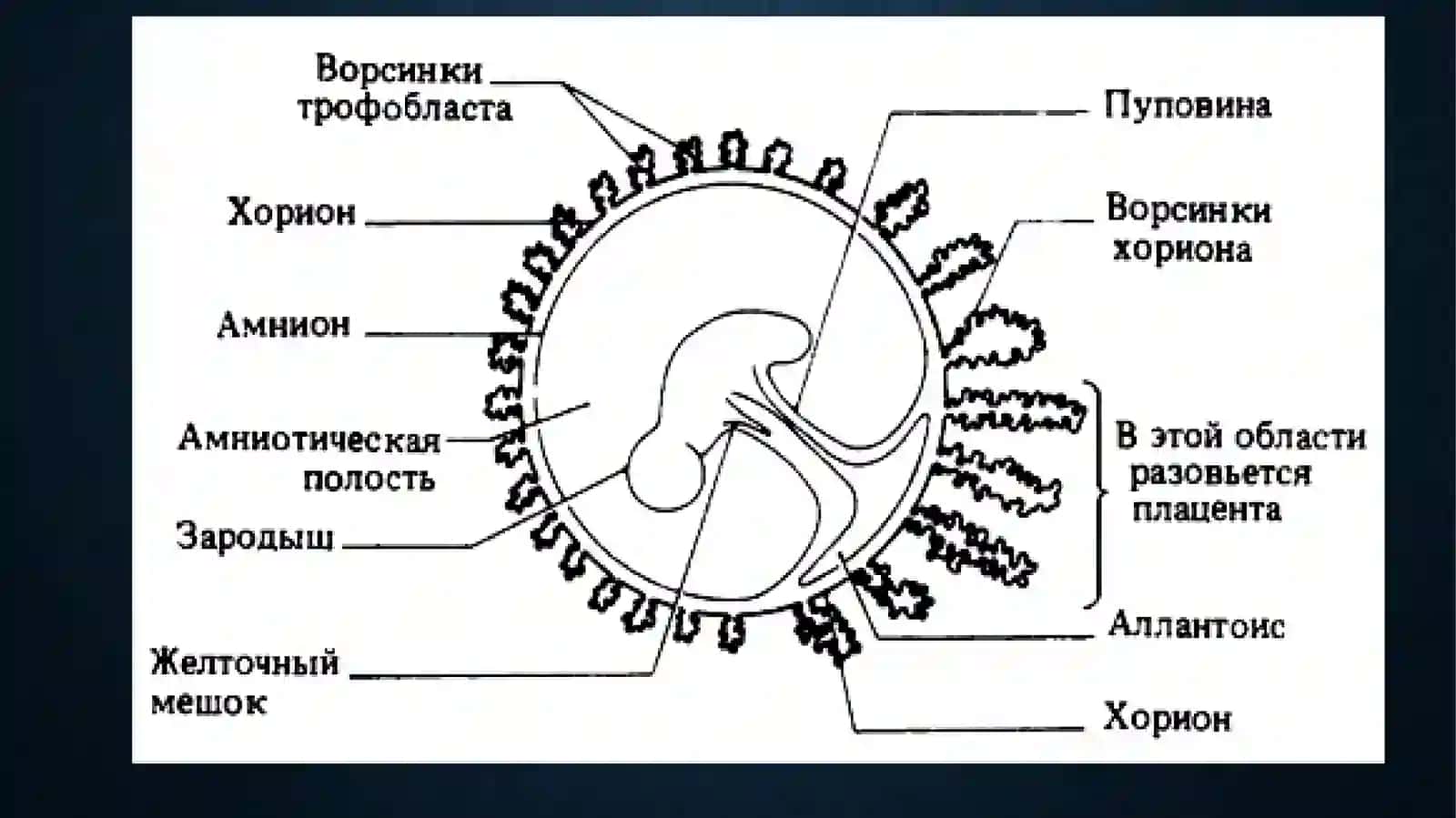 prenatal patologiya hamda urug‘lanis 3