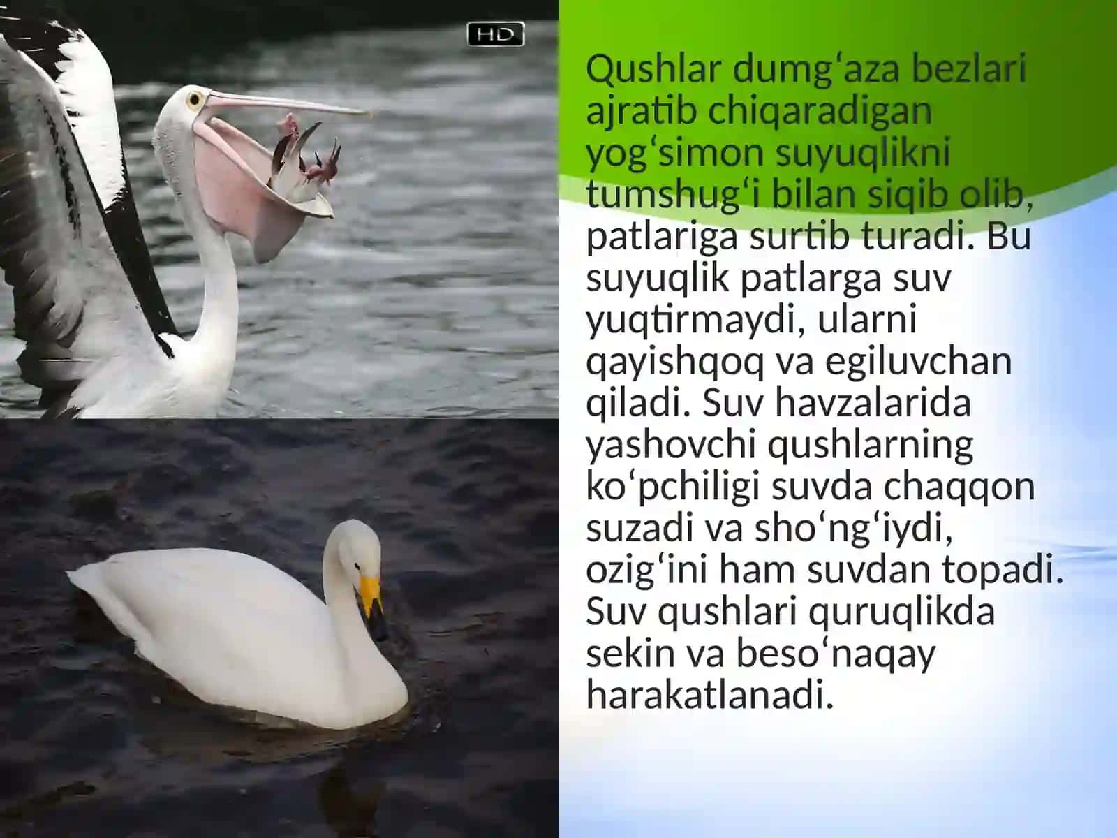 7-sinf Zoologiya 'Suv havzalari va sohil qushlari' ko'rgazma 3