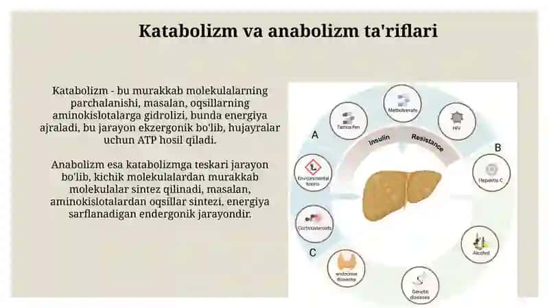 Katabolizm va anabolizm 3