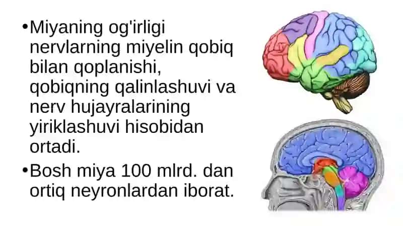 Bosh miyaning tuzilishi va funksiyasi 3