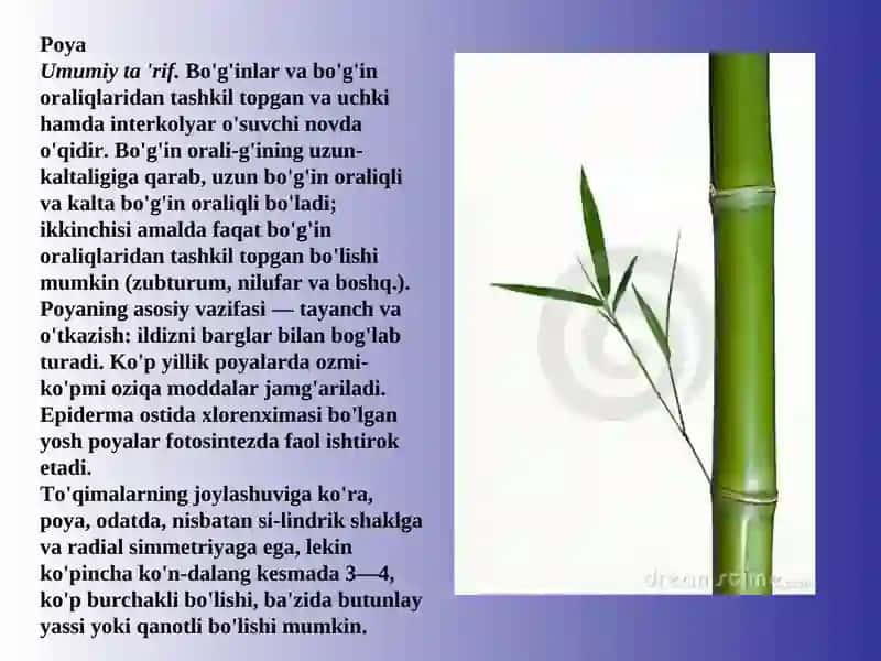 BIOLOGIYA YO'NALISHI 103B- GURUH TALABASI DILMURODOVA MARJONA 3