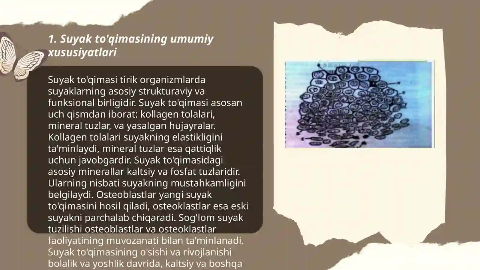Suyak to'qimasining xususiyatlari 3