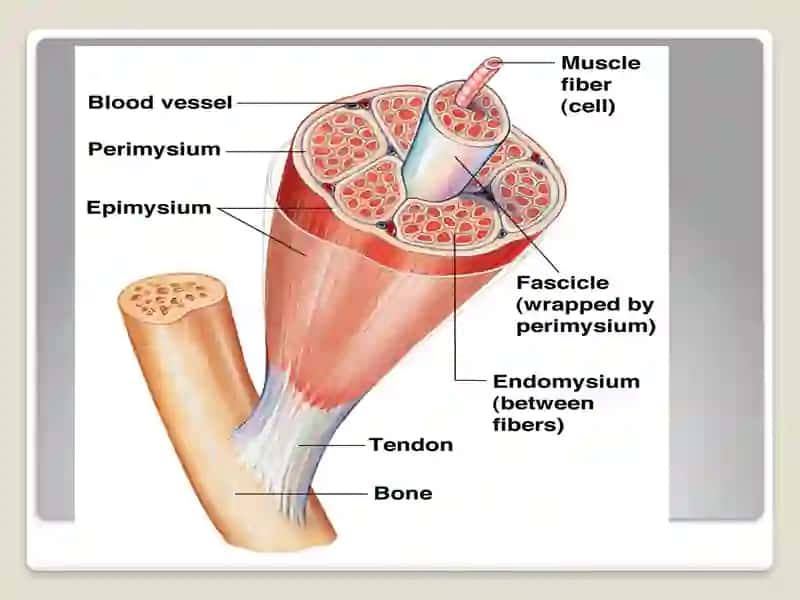 Muscular system 3
