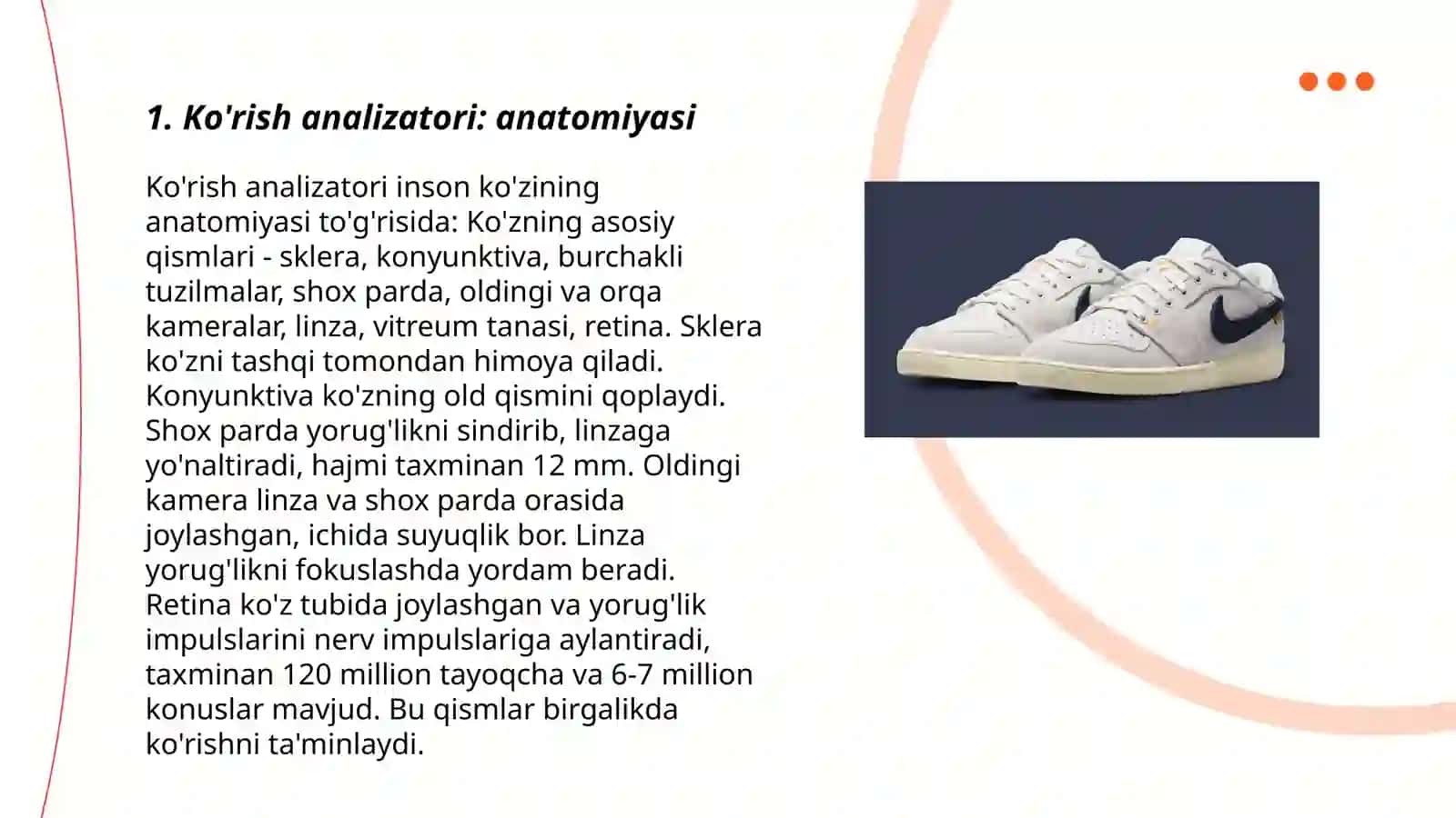 Ko'rish analizatori: anatomiyasi 3