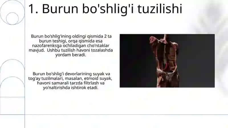 Nafas olish yo'llariga kiruvchi a'zolarni tuzilizishi joylashishi 3