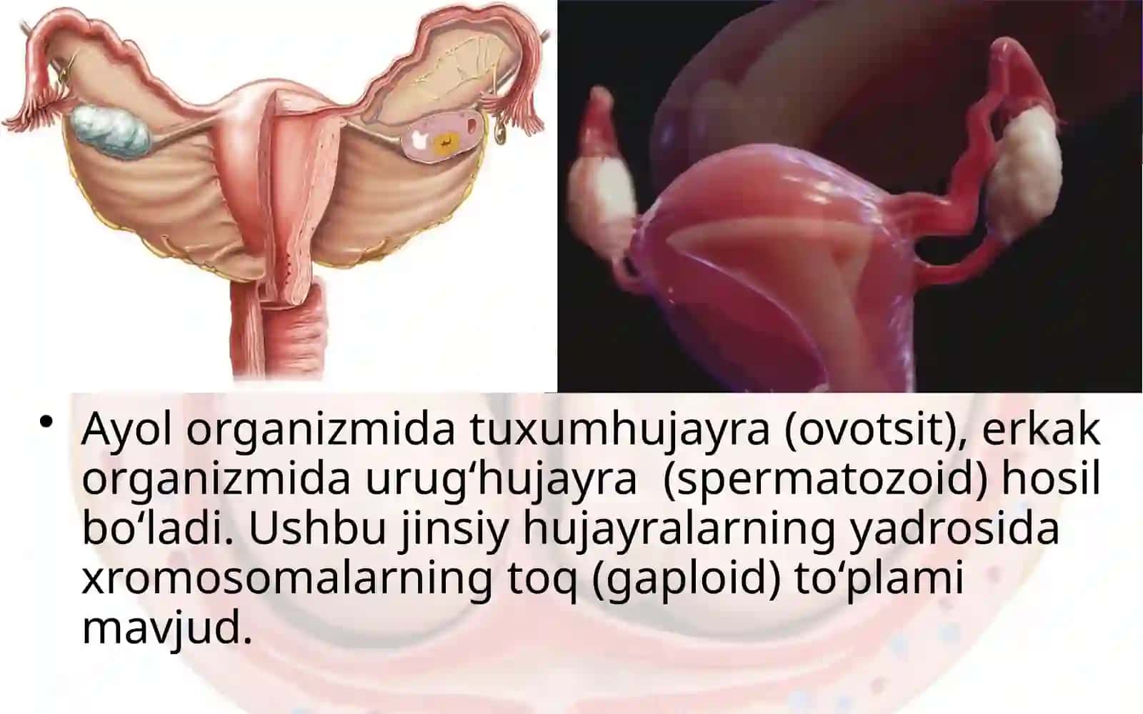 Ko‘payishning ahamiyati. Ko‘payish organlarining tuzilishi 3